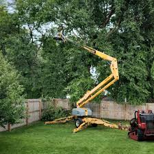 Professional Tree Care in Marks, MS